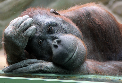 Female Orangutan Looks Thoughtfully Through The Glass Stock Photo ...