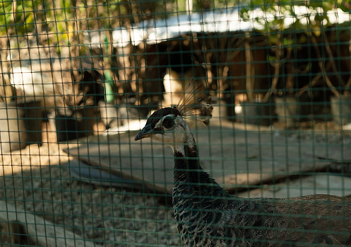 A female peacock in a cage in a city park