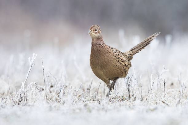 Female pheasant (hen) walking in frozen grass in winter stock photo