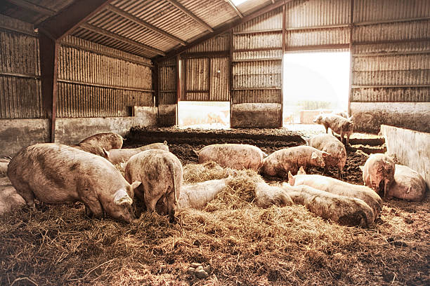 Female pigs on eco farm. stock photo