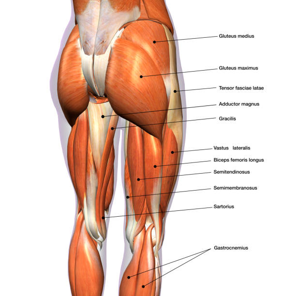 Female Posterior Leg Muscles Labeled on White Rear view of woman's thigh and knee muscles with names hip body part stock pictures, royalty-free photos & images