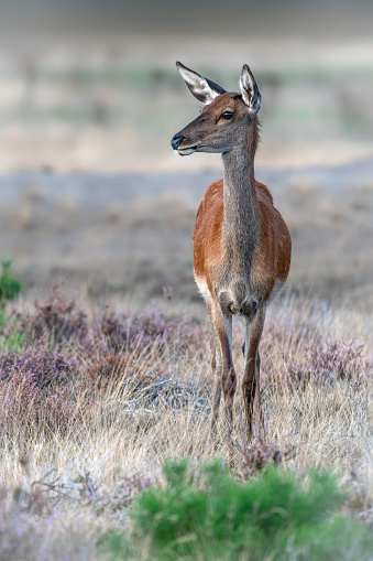 わだちの季節の雌のアカシカ(Cervus elaphus) - ストックフォト・写真素材...