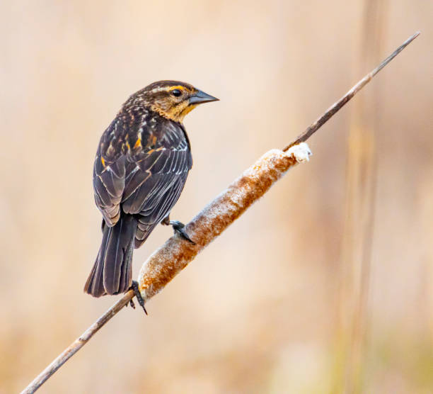 Photo of Female red-winged blackbird on cattail.