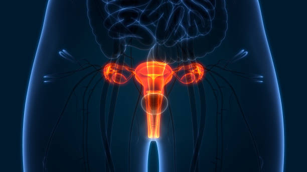 Female Reproductive System Anatomy 3D Illustration of Female Reproductive System Anatomy woman body parts stock pictures, royalty-free photos & images