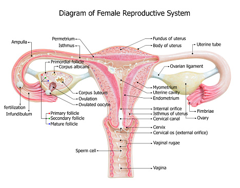 a Diogram organ of female sex