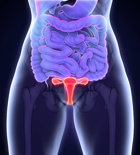 Репродуктивная система женщины фото Репродуктивная система женщины фото