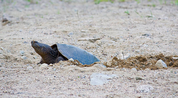 Female Snapping Turtle laying eggs stock photo