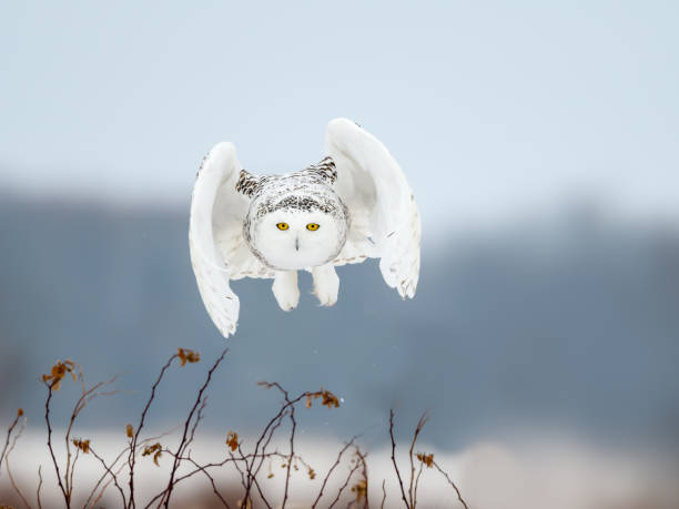 Female Snowy Owl Flying Low Over  Snow Covered Corn Field in Winter stock photo