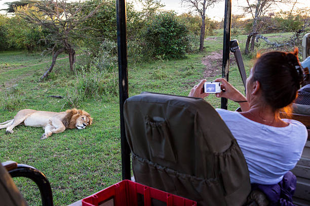 Female tourist taking picture of lion. stock photo