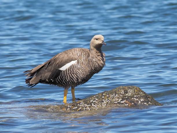 A female Upland Goose rests in the shallow waters of a Chilean fjord stock photo
