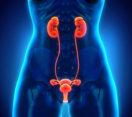 Female Urogenital Anatomy Stock Photo - Download Image Now - iStock