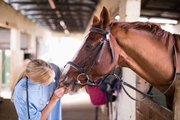kvinnliga veterinär kontrollera hästtänder - working stable horses bildbanksfoton och bilder