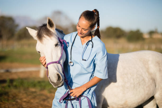 Female vet stroking horse Female vet stroking horse while standing in ranch veterinarian stock pictures, royalty-free photos & images