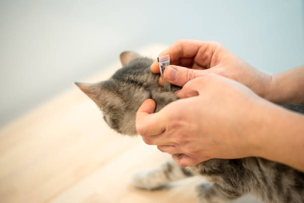 Female veterinarian doctor uses anti-flea drops to treat a cat Female veterinarian doctor uses anti-flea drops to treat a grey cat parasitic stock pictures, royalty-free photos & images