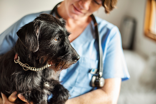 Female veterinarian holding a little schnauzer in her arms while standing in her office