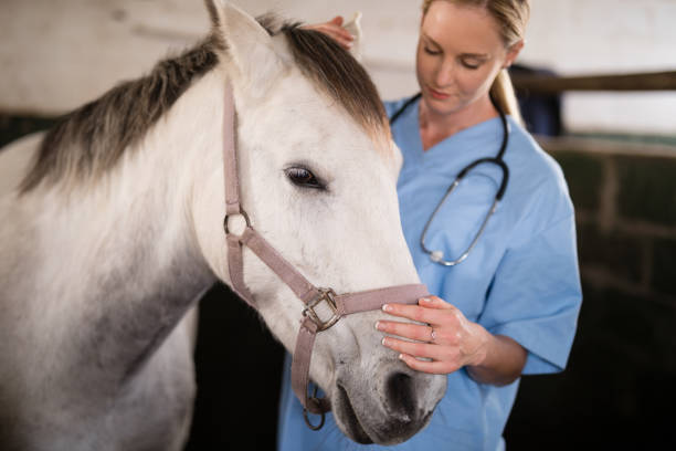 kvinnliga veterinär strök häst - working stable horses bildbanksfoton och bilder