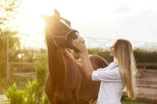 kvinnliga veterinerian kontrollera hästtänder - working stable horses bildbanksfoton och bilder