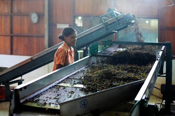 Sri Lankan Tea Industry