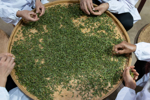 Yiliang, China - March 23, 2019: Female workers selectingthe best tea leaves in a Baohong Tea production processing laboratory stock photo