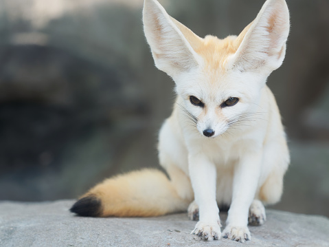 fennec-fox-desert-fox-or-vulpes-zerda-alert-beautiful-small-animal-picture-id1065241316