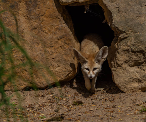Fennec on hot sand near stones and nest in hole stock photo