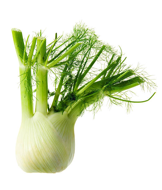 Fennel Bulb Organic Green Fresh Vegetable Food Isolated on White A fresh fennel bulb isolated on white background. This fresh green vegetable may be organically garden grown and is a food ingredient for gourmet meals. It may be part of a vegetarian diet. fennel stock pictures, royalty-free photos & images