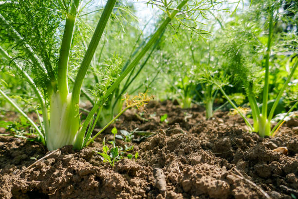 Fennel Fennel growing in a vegetable garden fennel stock pictures, royalty-free photos & images