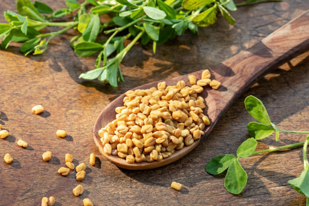7,593 Fenugreek Stock Photos, Pictures & Royalty-Free Images - iStock