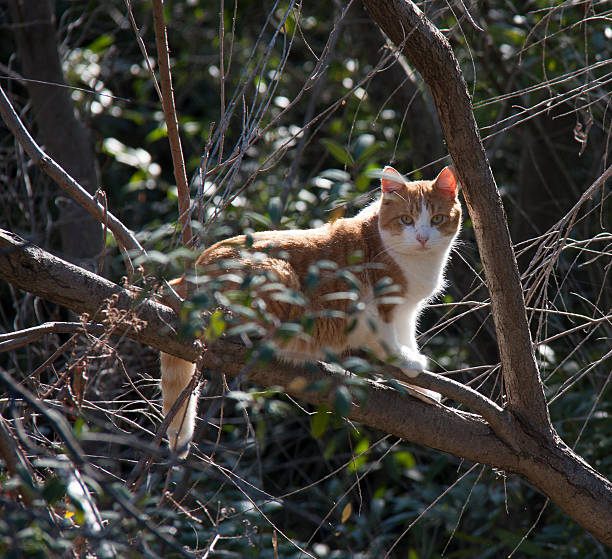 Feral Cat in a Tree stock photo