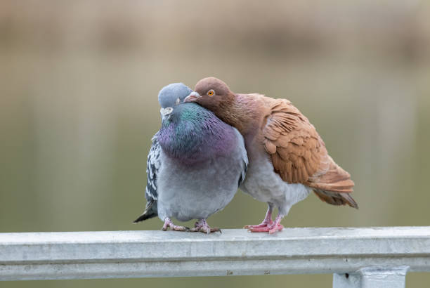 Feral pigeons, city doves stock photo