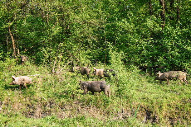 Feral pigs grazing on green lawn Feral pigs grazing on green lawn . domestic pig stock pictures, royalty-free photos & images