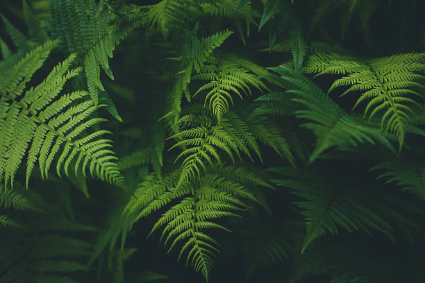 Fern Background Fern Background fern stock pictures, royalty-free photos & images
