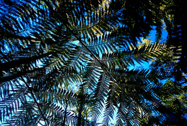 蕨類植物，藍色的山，澳大利亞。 - blue monday 個照片及圖片檔