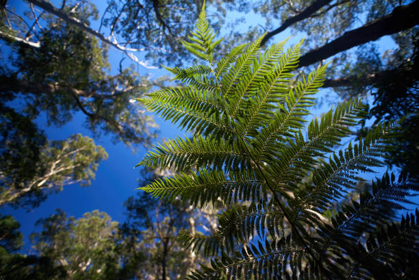 蕨類植物，藍山，澳大利亞 - blue monday 個照片及圖片檔
