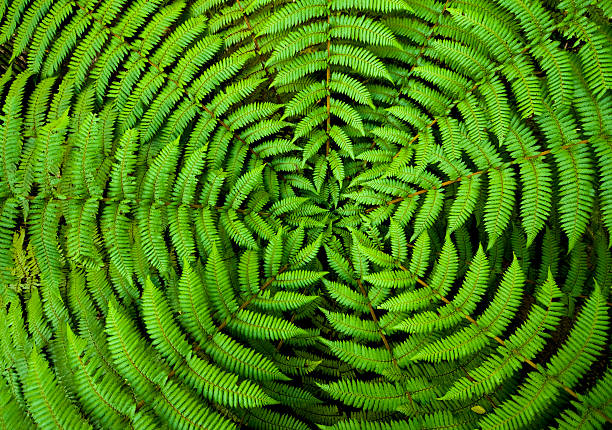 Fern Circle Background Concentric circles of growth on a New Zealand fern form a useful background pattern. fern stock pictures, royalty-free photos & images