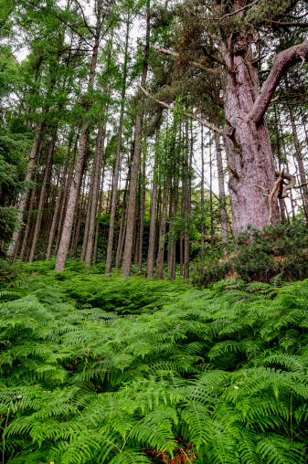 Fern Forest in Scotland among very high trees and ancient pines