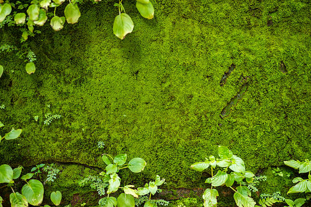 fern frame with moss on wall background. - moss bildbanksfoton och bilder