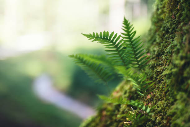 Fern Growing From The Tree Spring background with fresh green fern leaves growing from the tree. moss stock pictures, royalty-free photos & images