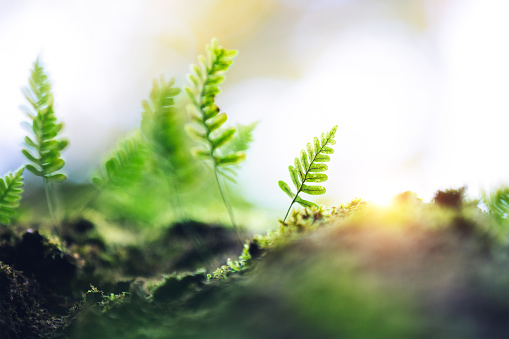 Spring background: Fresh green fern leaves growing from the tree.