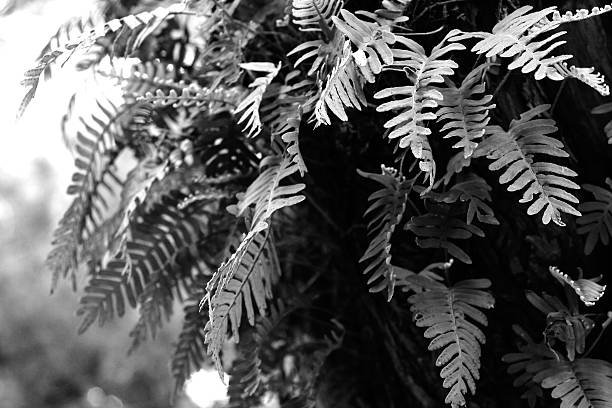 Fern growing in a tree with natural light stock photo