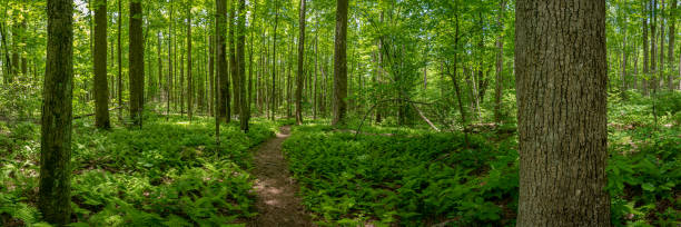 Fern Gully Forest Pano stock photo