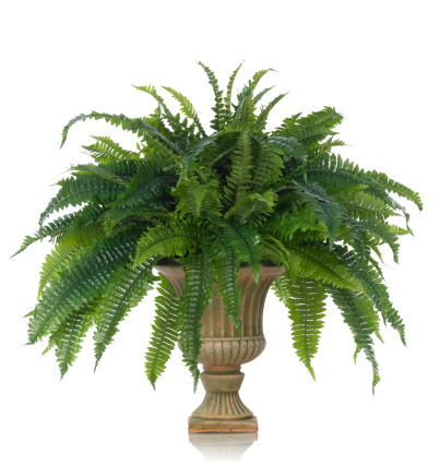 A luxurious fern plant in a classic fluted urn. Shot against a bright white background. There is a path which may be used to delete the reflection if desired. Extremely high quality faux flowers