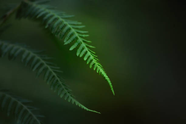 fern in the forest background bokeh fern in the forest macro shot climate action stock pictures, royalty-free photos & images