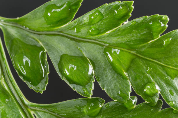 Fern leaf with water drops stock photo