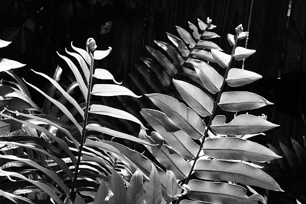 Fern leaves in black and white high contrast in the sun stock photo