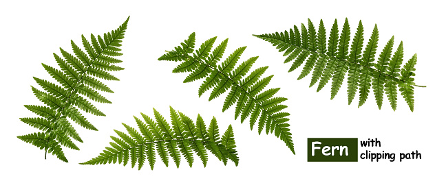 Fern leaves isolated on white with clipping path