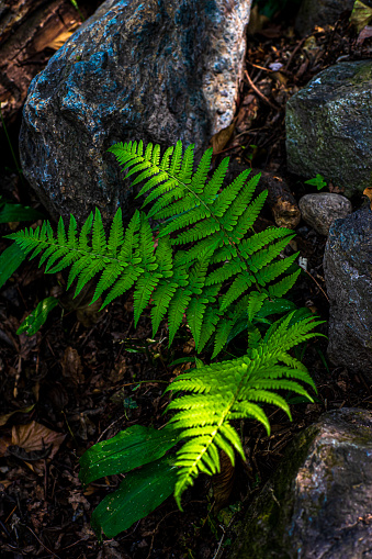 photo close up of a fern plant in the woods.