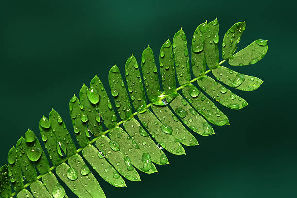 Photo of Fern with Water Droplets