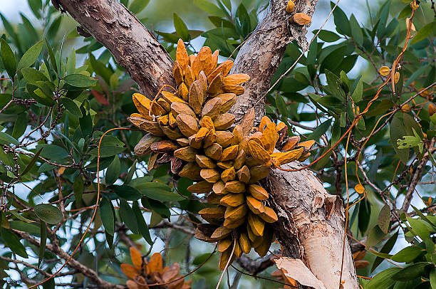 Fern yellow , on a tree , Thailand . stock photo
