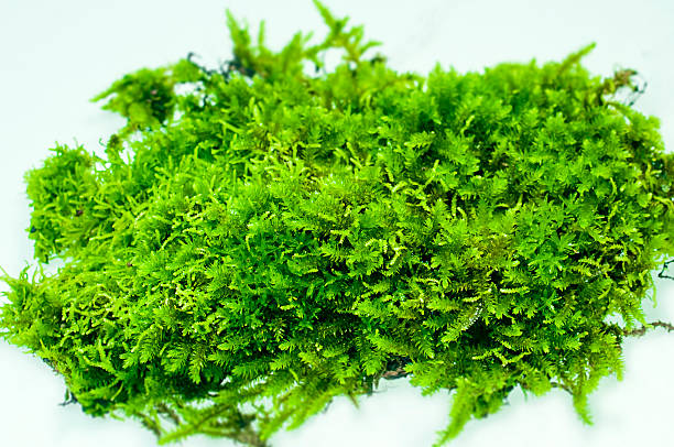 Ferns and Moss stock photo